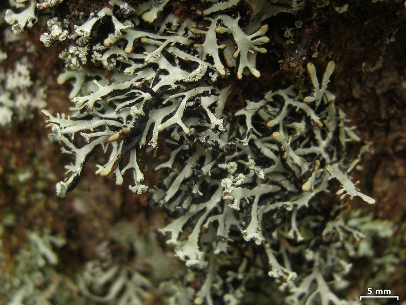 Hypogymnia vittata