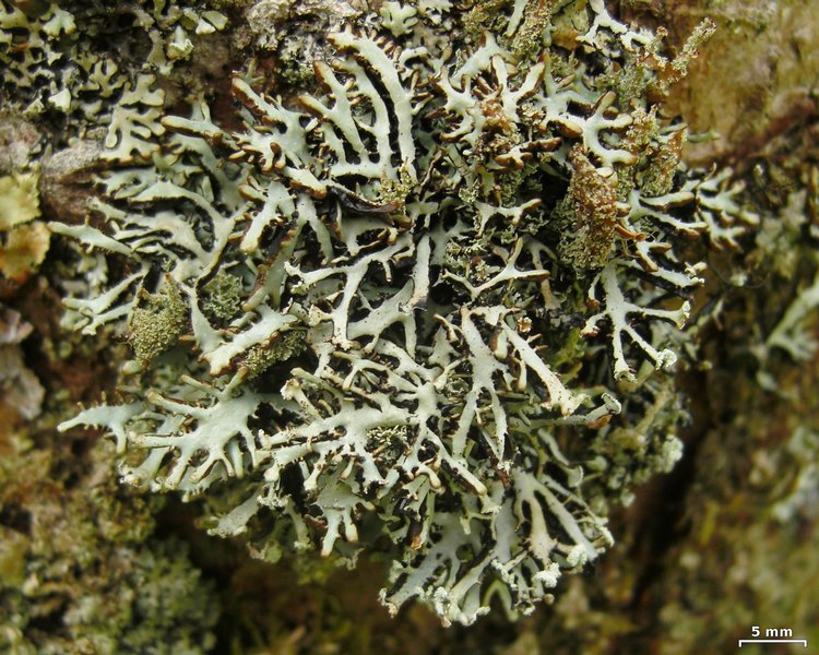 Hypogymnia vittata