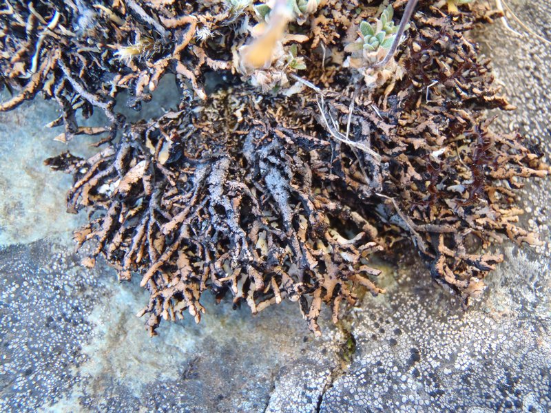 Hypogymnia vittata