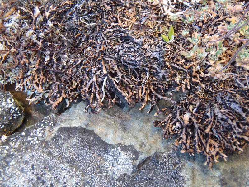 Hypogymnia vittata