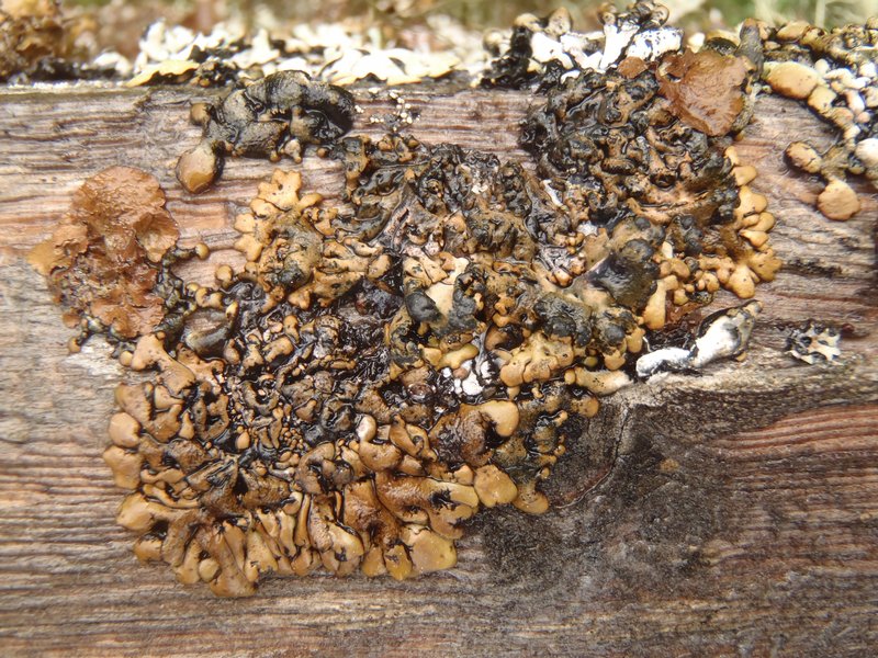 Hypogymnia vittata