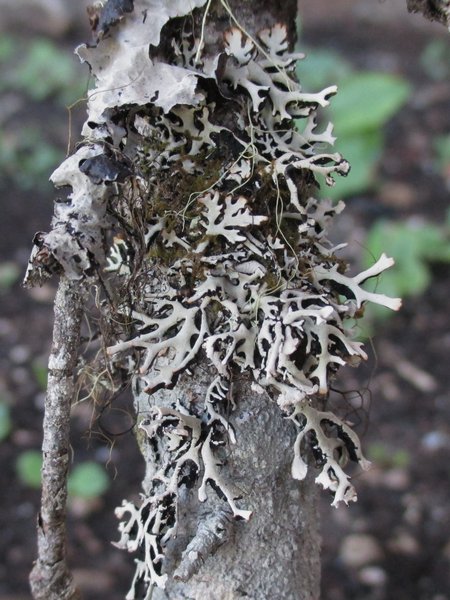 Hypogymnia vittata