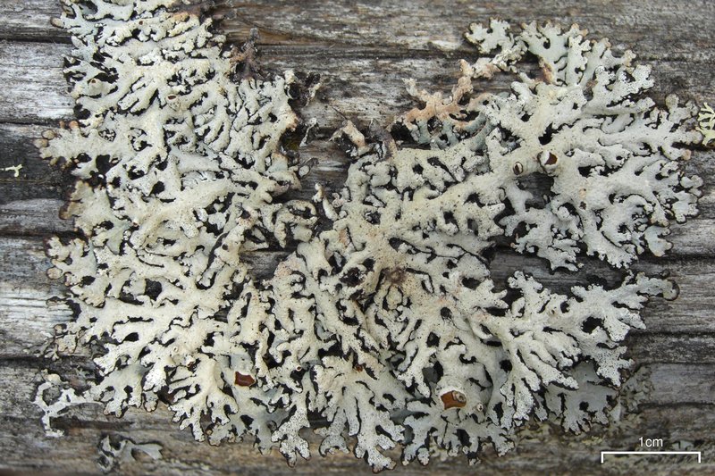 Hypogymnia wilfiana