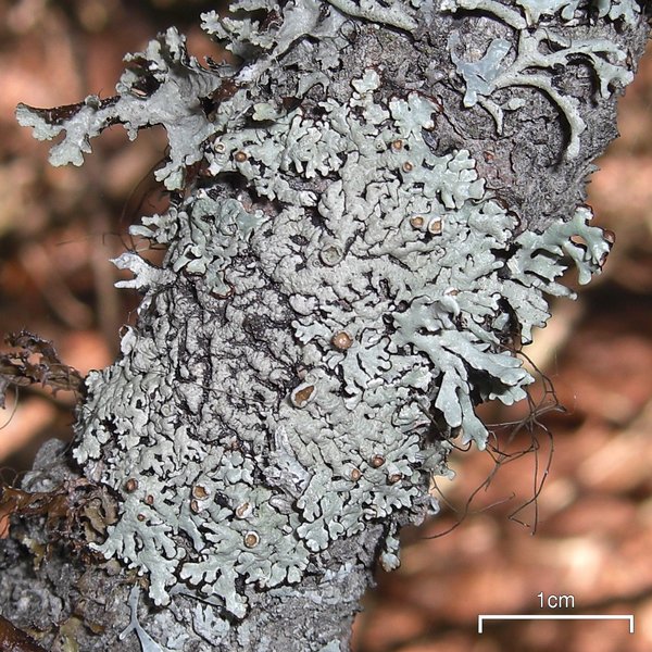 Hypogymnia wilfiana