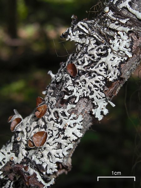 Hypogymnia wilfiana