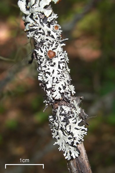 Hypogymnia wilfiana