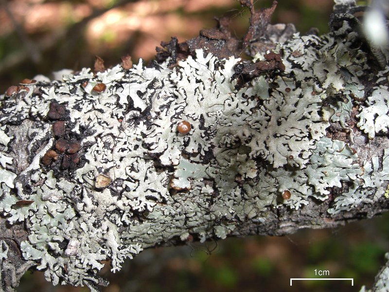 Hypogymnia wilfiana