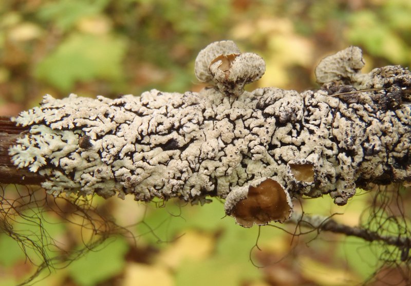 Hypogymnia wilfiana
