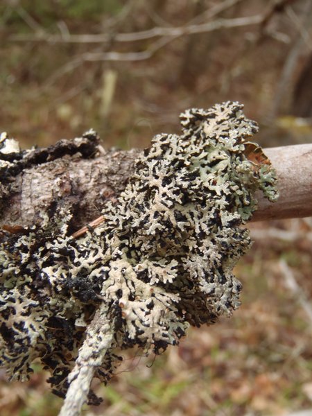 Hypogymnia wilfiana