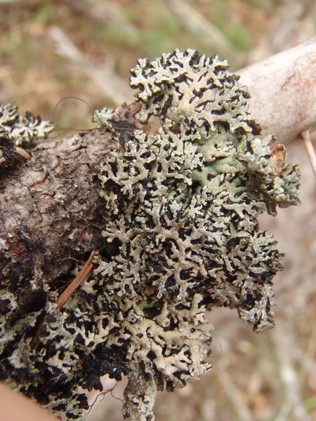 Hypogymnia wilfiana
