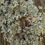 Hypotrachyna afrorevoluta