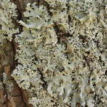 Hypotrachyna afrorevoluta