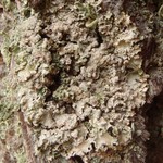 Hypotrachyna afrorevoluta