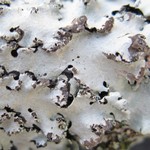 Hypotrachyna afrorevoluta