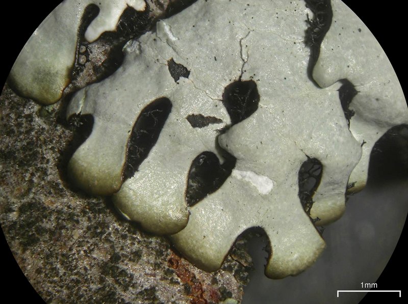 Hypotrachyna croceopustulata