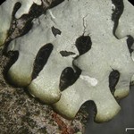 Hypotrachyna croceopustulata