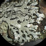 Hypotrachyna croceopustulata