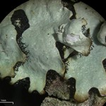 Hypotrachyna croceopustulata