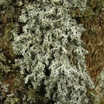 Hypotrachyna croceopustulata