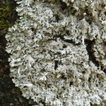 Hypotrachyna croceopustulata