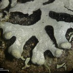 Hypotrachyna densirhizinata