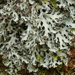 Hypotrachyna densirhizinata