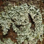 Hypotrachyna gondylophora