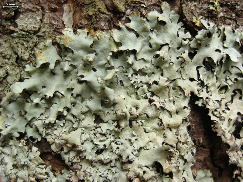 Hypotrachyna gondylophora