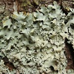 Hypotrachyna gondylophora