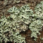 Hypotrachyna gondylophora