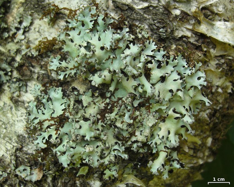 Hypotrachyna gondylophora