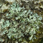Hypotrachyna gondylophora