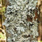 Hypotrachyna gondylophora
