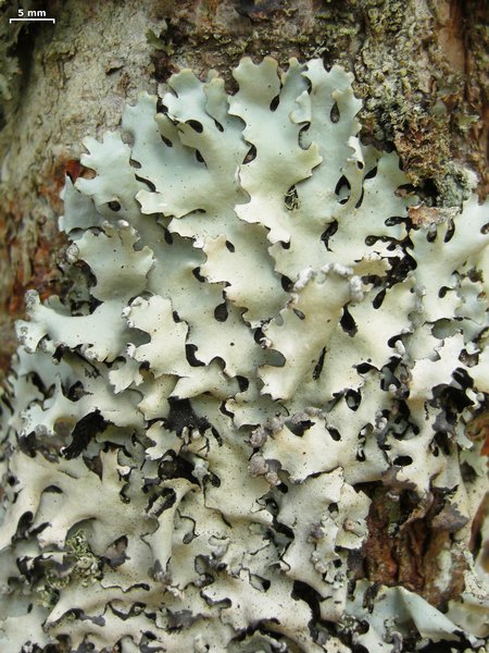 Hypotrachyna gondylophora