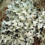 Hypotrachyna gondylophora