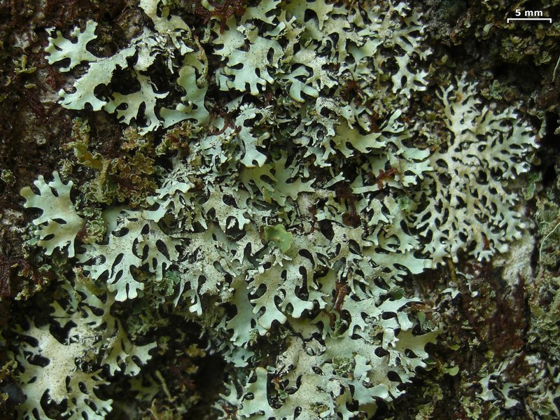 Hypotrachyna imbricatula