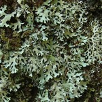 Hypotrachyna imbricatula