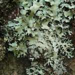Hypotrachyna imbricatula