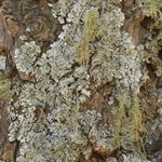 Hypotrachyna laevigata