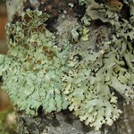 Hypotrachyna livida