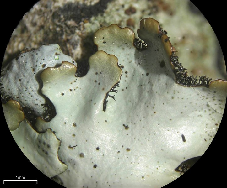 Hypotrachyna livida