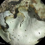 Hypotrachyna livida