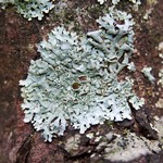 Hypotrachyna livida