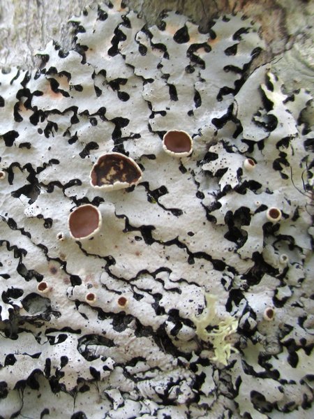 Hypotrachyna livida