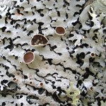 Hypotrachyna livida