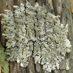 Hypotrachyna oostingii
