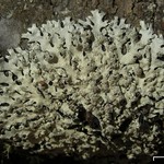 Hypotrachyna osseoalba