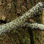 Hypotrachyna osseoalba