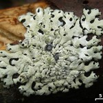 Hypotrachyna osseoalba