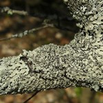 Hypotrachyna osseoalba